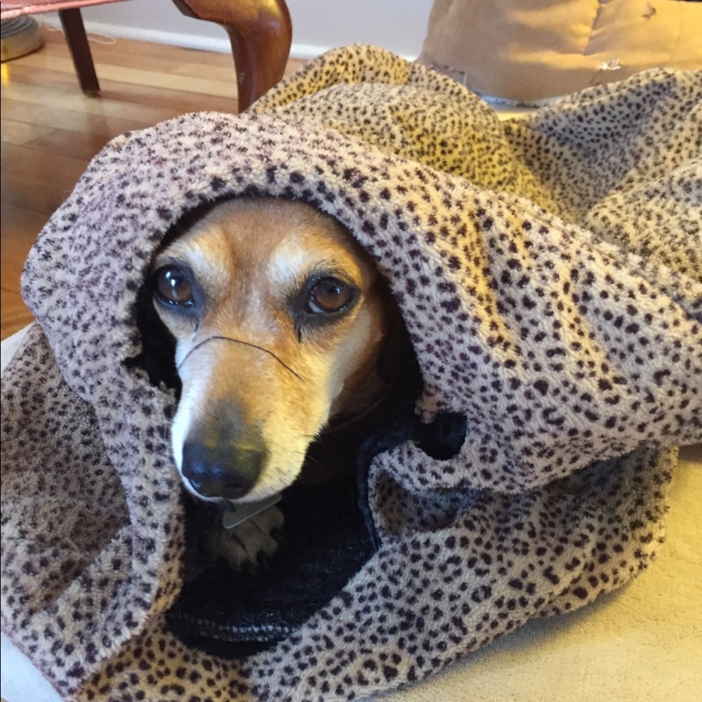 Fur babies - Picture 4 of 7